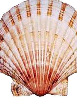 Scallop shell, symbol of St James