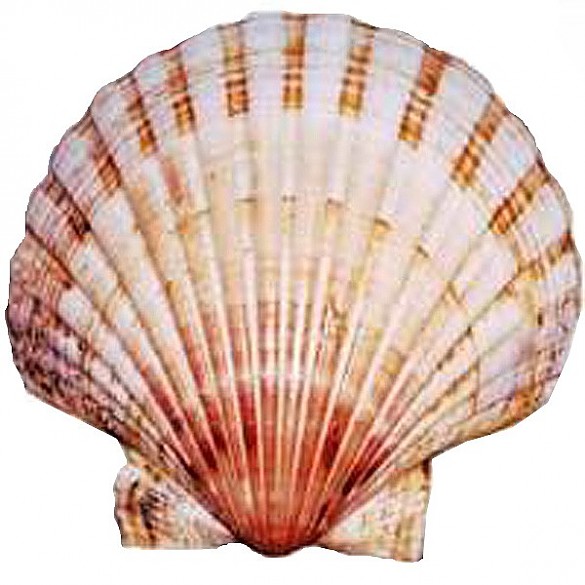 A scallop or: A shell makes for a good pilgrimage